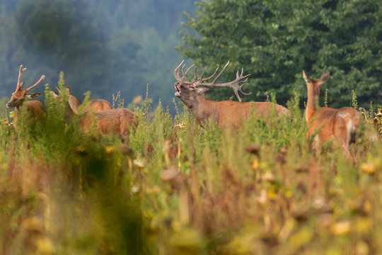 Big and beautiful red deer during the deer rut in the nature habitat in Czech Republic, european wildlife, wild europa, deer rut