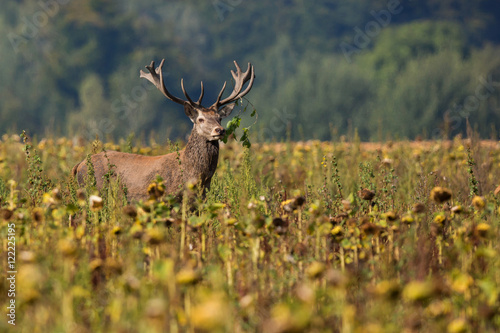 wild republic deer