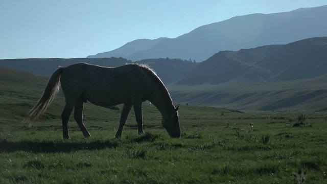 Horse At Sunset. Slow moteon