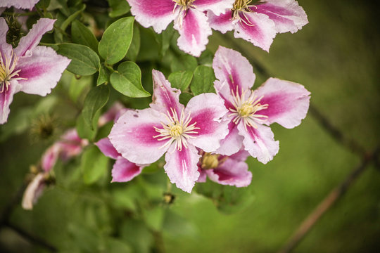fiori rosa e fuxia