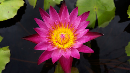 lotus flower