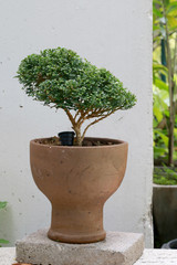 Ornamental plant which is in flowerpot