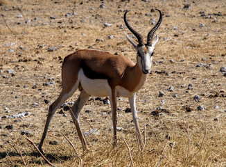 Obraz premium Namibia - Springbock im Etoscha Nationalpark