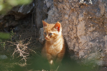 little fluffy and red kitten on a natural background
