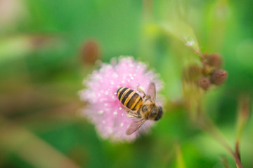 bee on pink mimosa pudica flower 