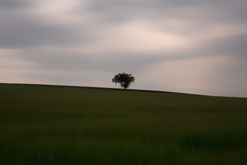 Sous le dais doux et gris du ciel