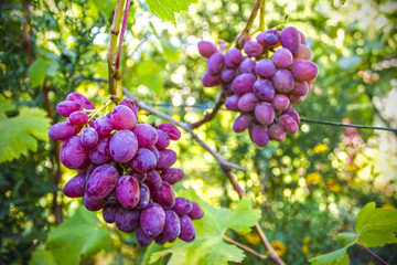 ripe bunch of grapes in the garden, nature background