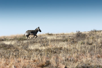 Run Mountain Zebra Run