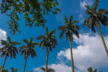Fototapeta na wymiar Palm trees on the blue sky background.