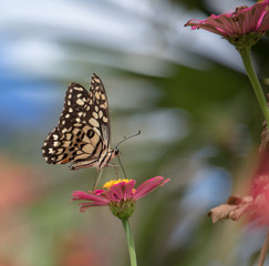 Fototapeta na wymiar Butterfly on pink cosmos flower in beauty garden,Blurred background