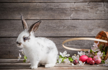  rabbit with Easter eggs on wooden background