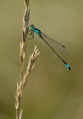 Filament
