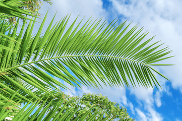 Palm leaf close with cloudy sky background
