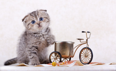 Котенок и велосипед - obrazy, fototapety, plakaty