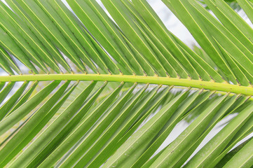 Palm leaf green background