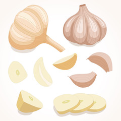 Fresh whole garlic. Vector illustration.  Cloves and slices garlic isolated on background . 