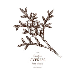 Vintage Cypress illustration. Hand drawn Cypress sketch on white background. Vector conifer tree.