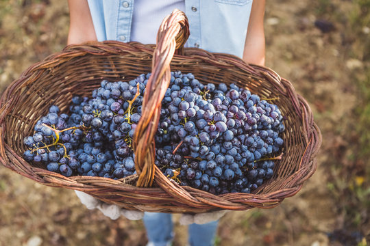 Holding Basket with Organic Grapes