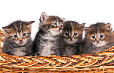 Fototapeta na wymiar Cute siberian kittens