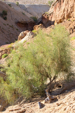 Haloxylon is in the conservation area of the Altyn Emel Kazakhstan