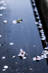 Fallen cherry blossoms