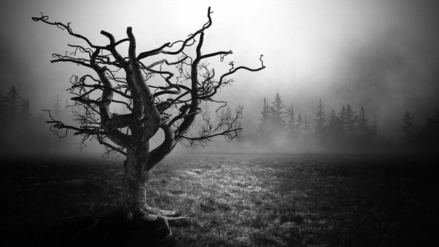 Dark Horror  Spooky  tree.