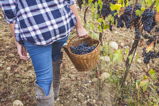 Woman Walking with Basket of Fresh Grapes