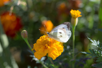 white butterfly on a yellow marigold