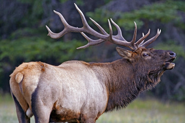Close up of dominant Elk Bull with huge Antlers at edge of forest, calling.