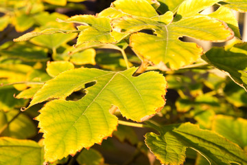 Papiermaulbeerbaum im Herbst