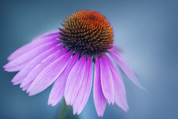 Purple coneflower