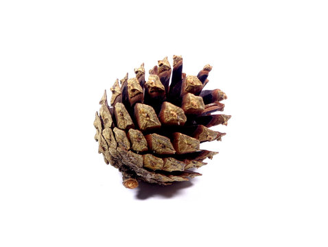 Close-up of one natural pine cones isolated on white background