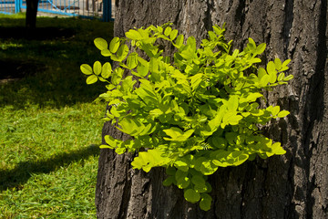 The trunk of an acacia tree