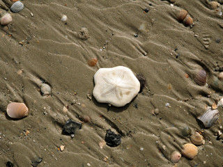 Fototapeta na wymiar Close up of beautiful white sand dollar on the beach
