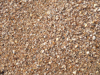 Seashells background. Many sea shells on a beach summer . Small  and sand  holiday ,  backdrop.