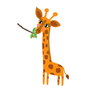 Giraffe eating leaves animal cartoon character. Isolated on white background. Vector illustration.