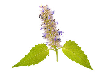 Catnip mint herb