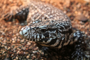 Black and White Tegu (Salvator merianae)
