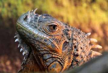 Portrait of iguana lizard
