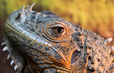 Portrait of iguana lizard