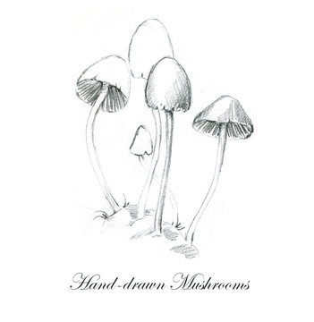 Hand-drawn pencil illustrations of the different mushrooms. Botanical toadstools drawing isolated on the white background.