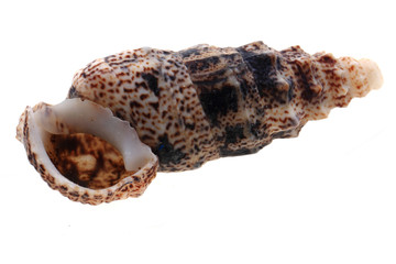 sea shell isolated