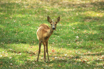 Young deer female stands wary on the green meadow with dry fallen foliage