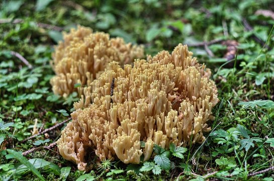 Clavaria