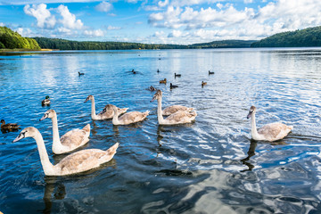 Young swans swimming on the lake, wildlife landscape