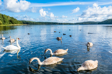 Young swans family and other waterfowl on the lake, landscape