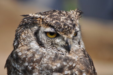 Eurasian eagle-owl portrait (Bubo bubo), Italy