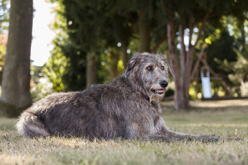 Irischer Wolfshund / Irish Wolfhound liegt auf der Wiese und lässt sich fotografieren