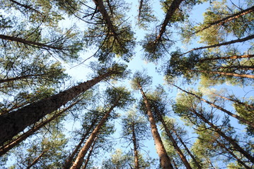 The sky and the forest