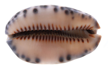 sea shell isolated